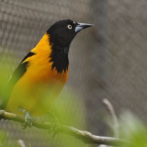 Campo Troupial (Icterus jamacaii)
