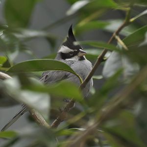 Black-crested Finch (Lophospingus pusillus)