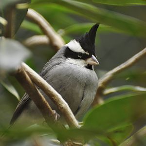 Black-crested Finch (Lophospingus pusillus)