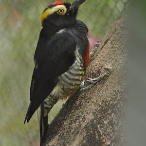 Yellow-tufted Woodpecker (Melanerpes cruentatus)