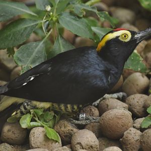 Yellow-tufted Woodpecker (Melanerpes cruentatus)