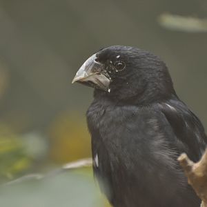 Great-billed Seed Finch (Oryzoborus maximiliani)