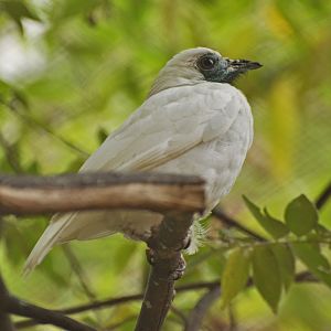 Bare-throated bellbird (Procnias nudicollis)
