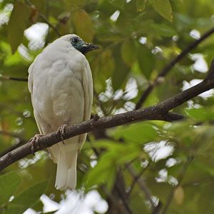 Bare-throated bellbird (Procnias nudicollis)
