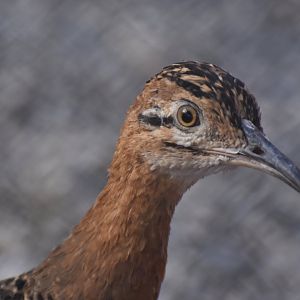 Red-winged Tinamou (Rhynchotus rufescens)