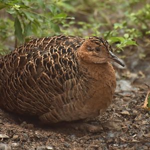 Red-winged Tinamou (Rhynchotus rufescens)