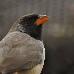 Black-throated Saltator (Saltator atricollis)