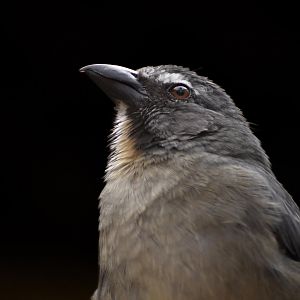 Green-winged Saltator (Saltator similis)