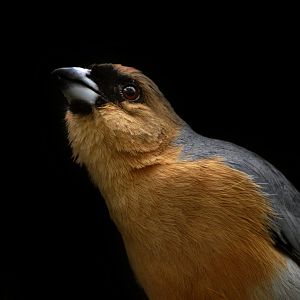 Cinnamon Tanager (Schistochlamys ruficapillus)