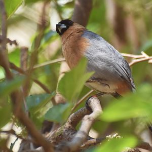 Cinnamon Tanager (Schistochlamys ruficapillus)
