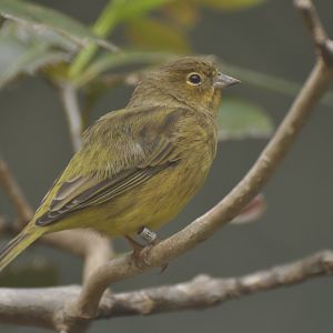 Hooded Siskin (Spinus magellanicus)