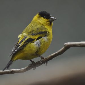 Yellow-faced Siskin (Carduelis yarrellii)