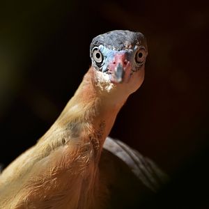 Whistling Heron (Syrigma sibilatrix)