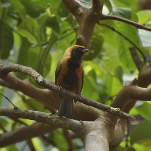 Burnished-buff Tanager (Tangara cayana)