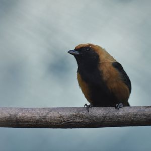 Burnished-buff Tanager (Tangara cayana)