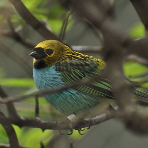 Gilt-edged Tanager (Tangara cyanoventris)