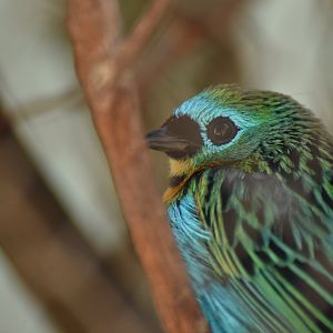 Brassy-breasted Tanager (Tangara desmaresti)