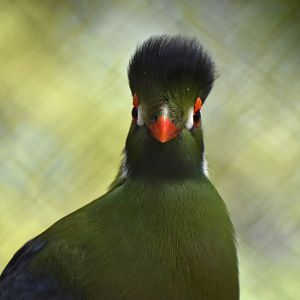White-cheeked Turaco (Tauraco leucotis)