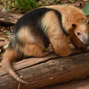 Southern tamandua (Tamandua tetradactyla)