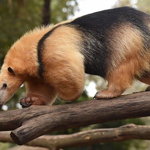 Southern tamandua (Tamandua tetradactyla)
