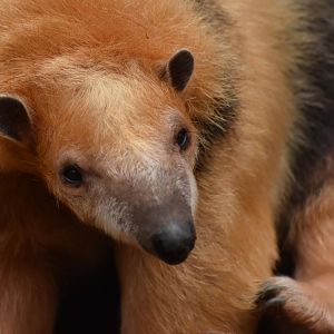 Southern tamandua (Tamandua tetradactyla)