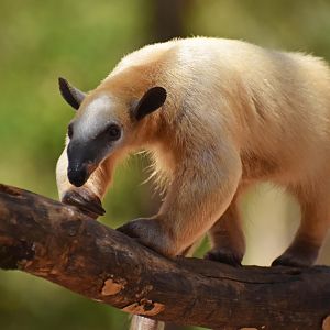 Southern tamandua (Tamandua tetradactyla)