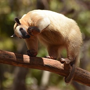 Southern tamandua (Tamandua tetradactyla)
