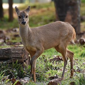 Gray brocket (Mazama gouazoubira)