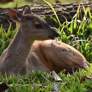 Gray brocket (Mazama gouazoubira)