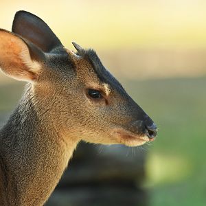 Gray brocket (Mazama gouazoubira)