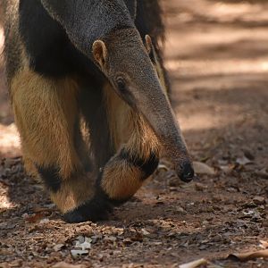 Giant anteater (Myrmecophaga tetradacyla)