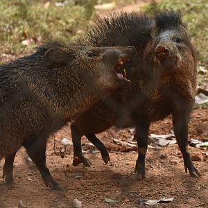 Collared pecary (Pecari tajacu)