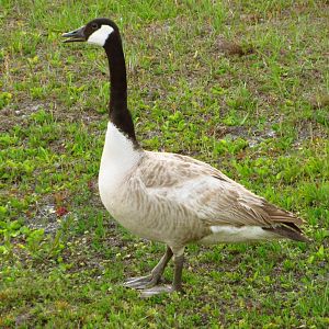 Leucistic Canada Goose