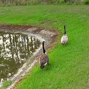 Leucistic Canada Goose - YouTube