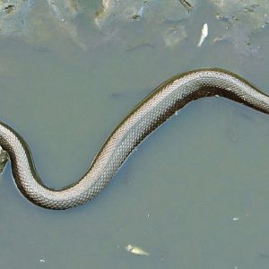 Cottonmouth Top View