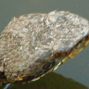 Cottonmouth Head Closeup