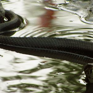 Cottonmouth Ground View