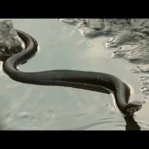 Cottonmouth - YouTube