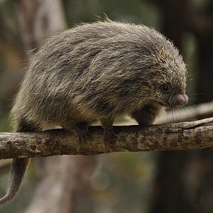 Paraguaian hairy dwarf porcupine (Coendou spinosus)