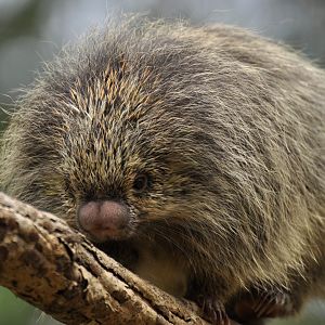Paraguaian hairy dwarf porcupine (Coendou spinosus)