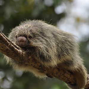 Paraguaian hairy dwarf porcupine (Coendou spinosus)