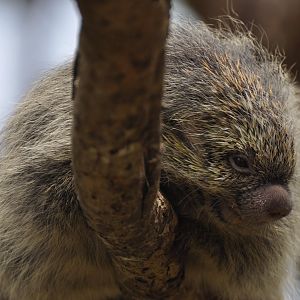 Paraguaian hairy dwarf porcupine (Coendou spinosus)
