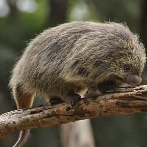 Paraguaian hairy dwarf porcupine (Coendou spinosus)