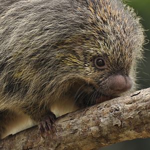 Paraguaian hairy dwarf porcupine (Coendou spinosus)