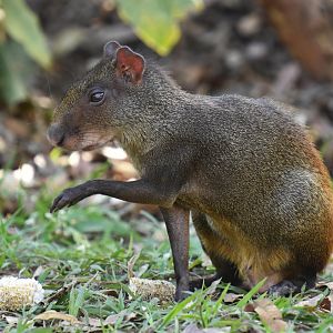 Golden-rumped Agouti (Dasyprocta leporina)