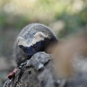 Greater grison (Galictis vittata)