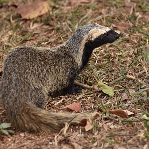 Greater grison (Galictis vittata)