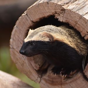 Greater grison (Galictis vittata)