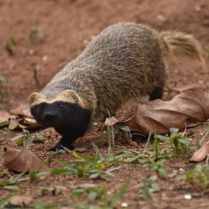 Greater grison (Galictis vittata)