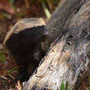 Greater grison (Galictis vittata)